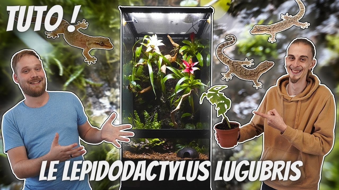 UN NOUVEAU TERRA POUR UNE ESPECE DE DINGUE ! LEPIDODACTYLUS PARTIE 2 ! TRUCS & ASTUCES [ ANI' MOOD ]