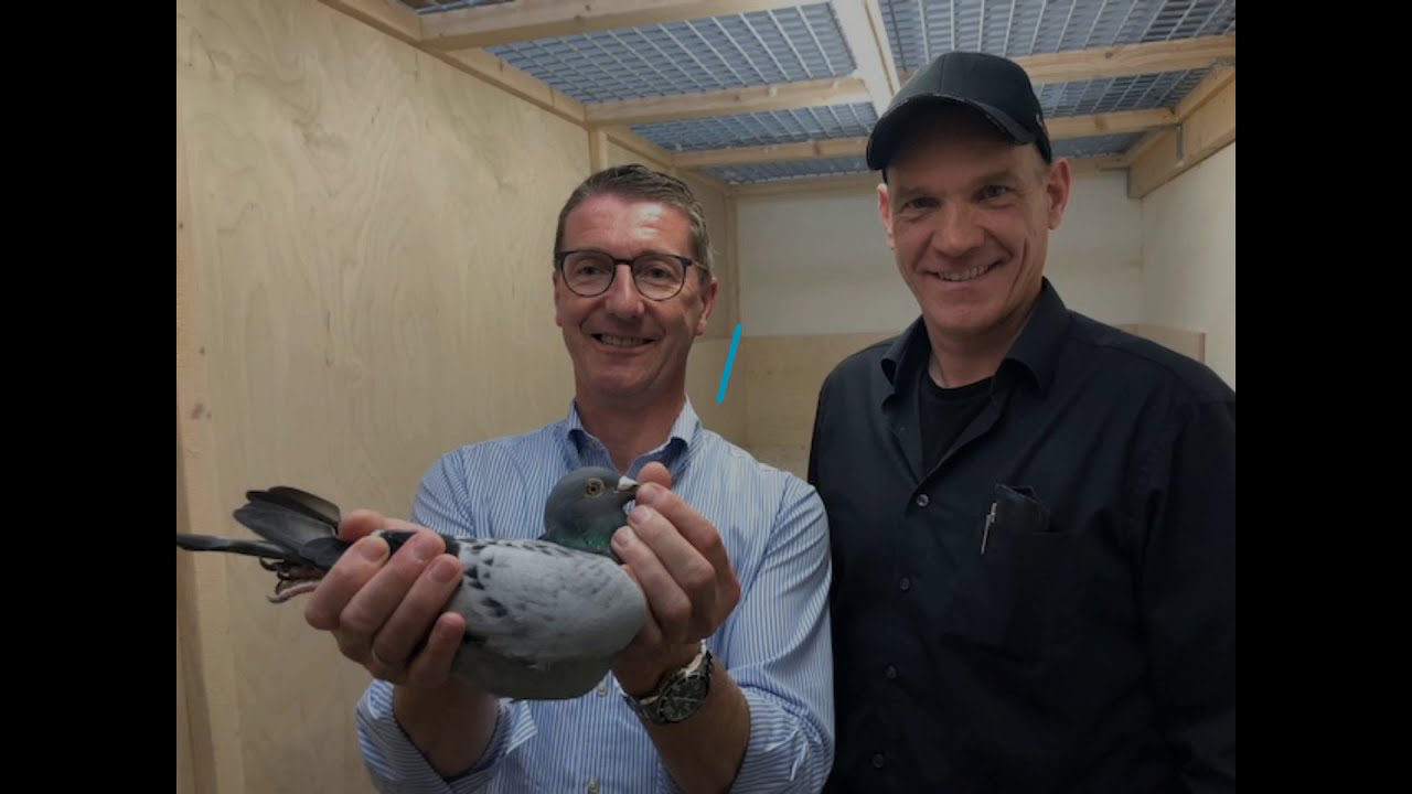 HERBOTS TV / Hooymans Pigeons 