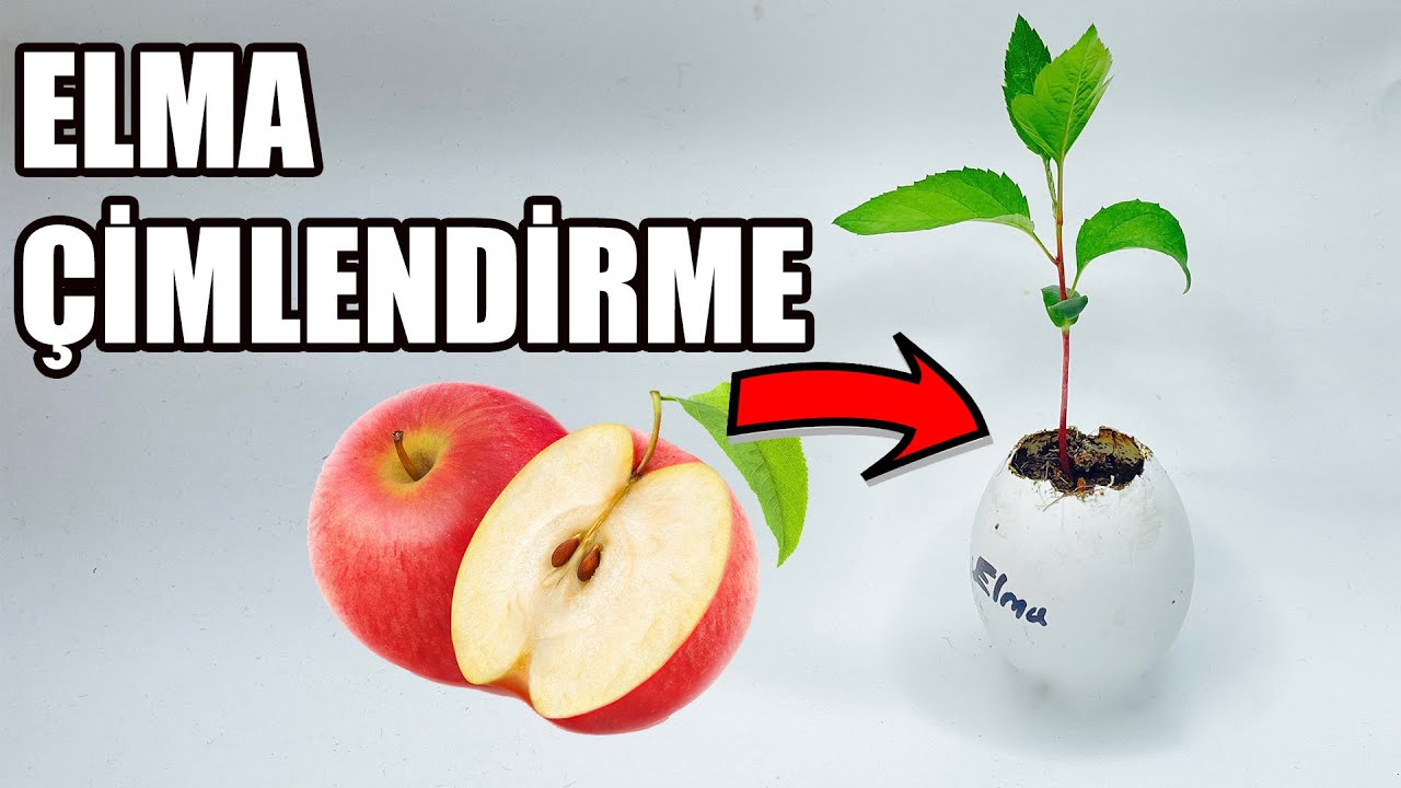 Elma Çekirdeği Çimlendirme | Çekirdekten Elma Ağacına
