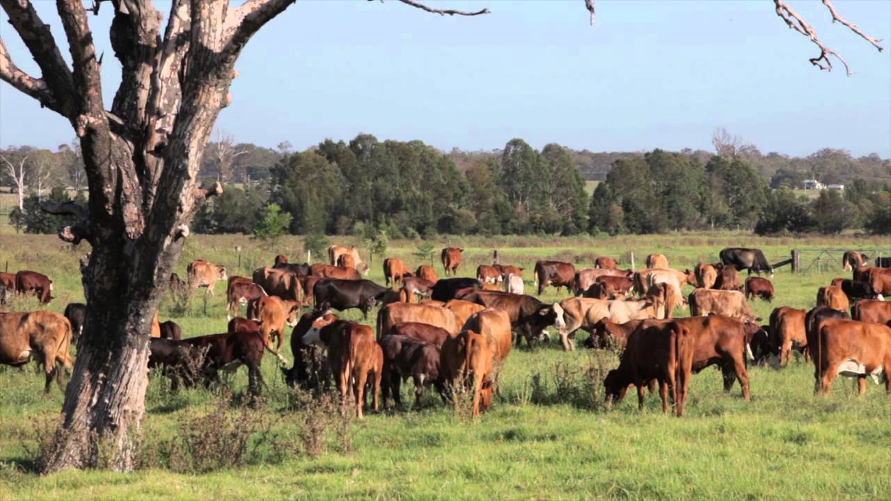 Restore the natural ecosystem processes - Full version