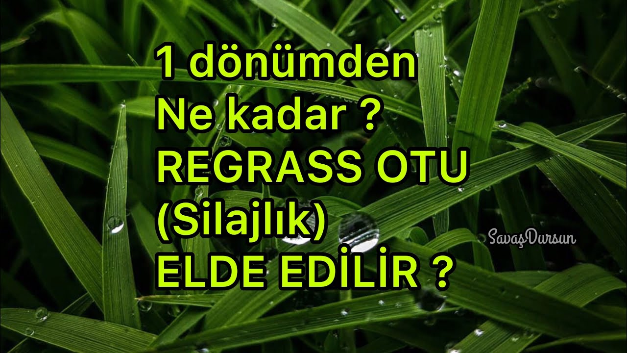 1 dönümden ne kadar REGRASS OT elde edilir ? (İSPAT videosu)