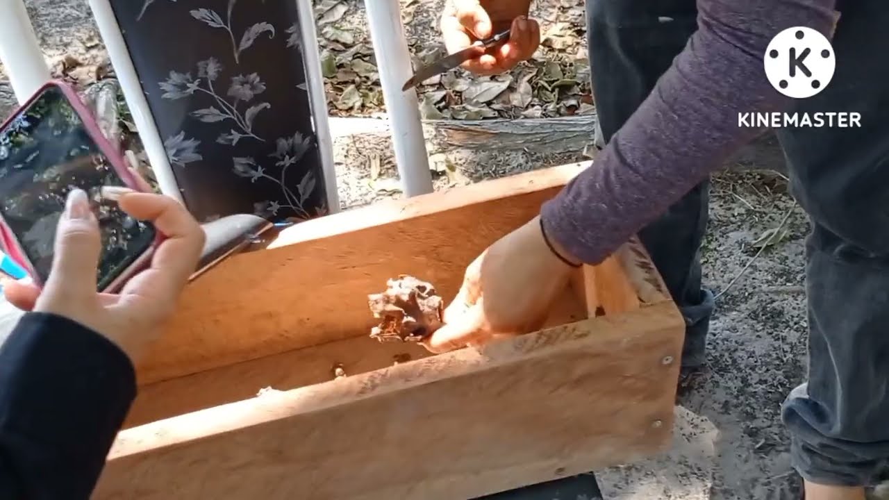 Como fazer sua primeira transferência de abelha tiúba/pra caixa