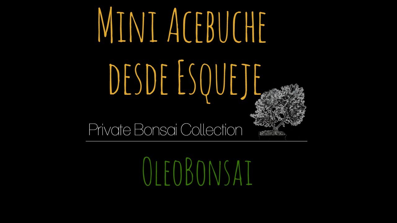 Mini Bonsái de acebuche desde esqueje 🌳 OleoBonsai 🌳Private Bonsai Collection