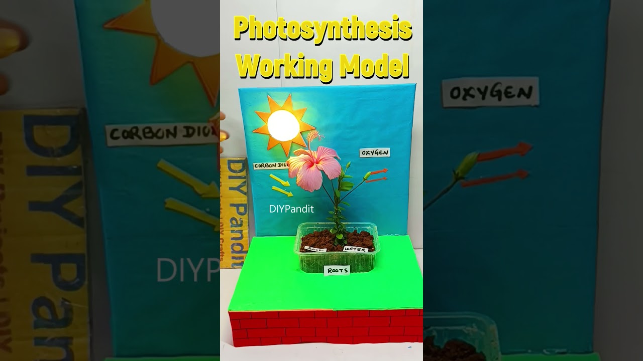 photosynthesis working model - - science project - shorts - diypandit | DIY pandit