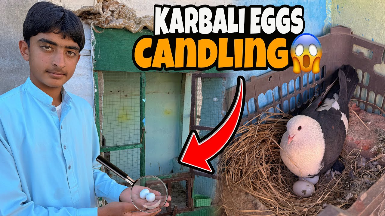 EGGS CANDLING‼️Karbali Kabooteron Ky Chicks Bn Rahy.?😱| Just Huzaifa Khan | 