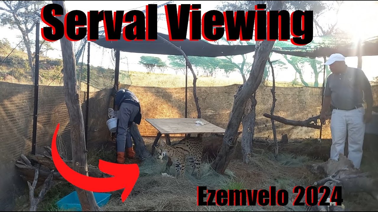 Serval Viewing at Ezemvelo Nature Reserve - Bronkhorstspruit.