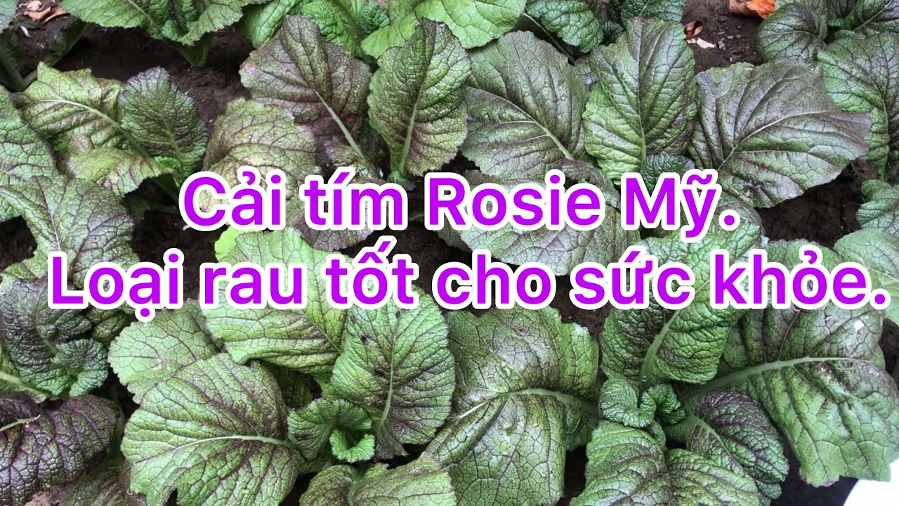Cách trồng và thu hoạch cải tím Mỹ