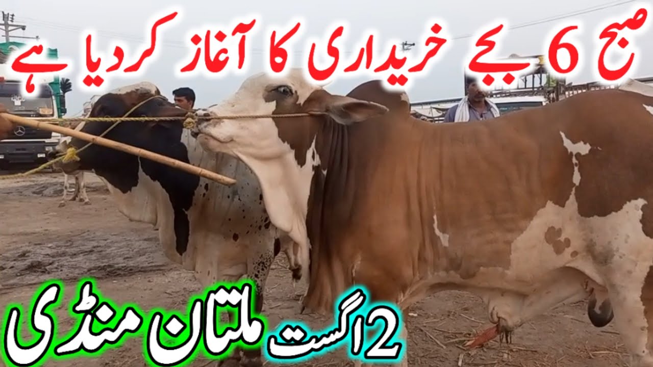 Today New Multan Cow Mandi Fresh Latest Updates | Cholistani Sahiwal Bachre | Cow Mandi 2025🔥