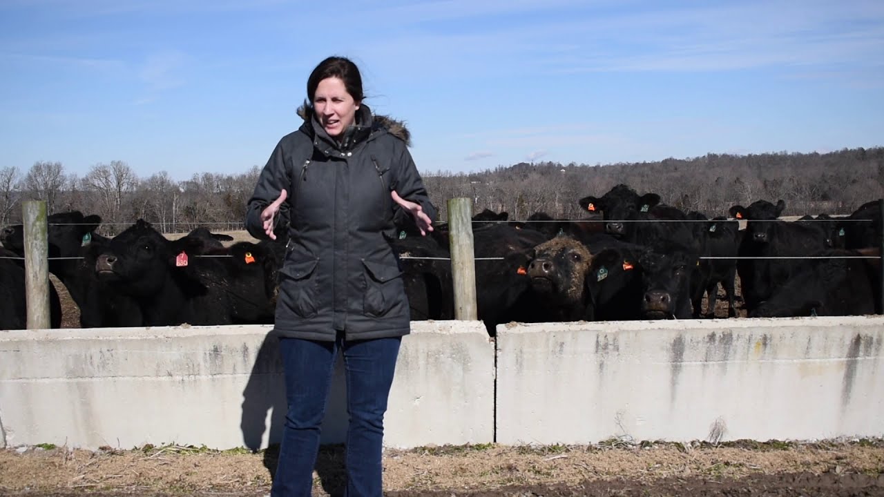 BEEF MINUTES 18:  Corn Silage Part 2