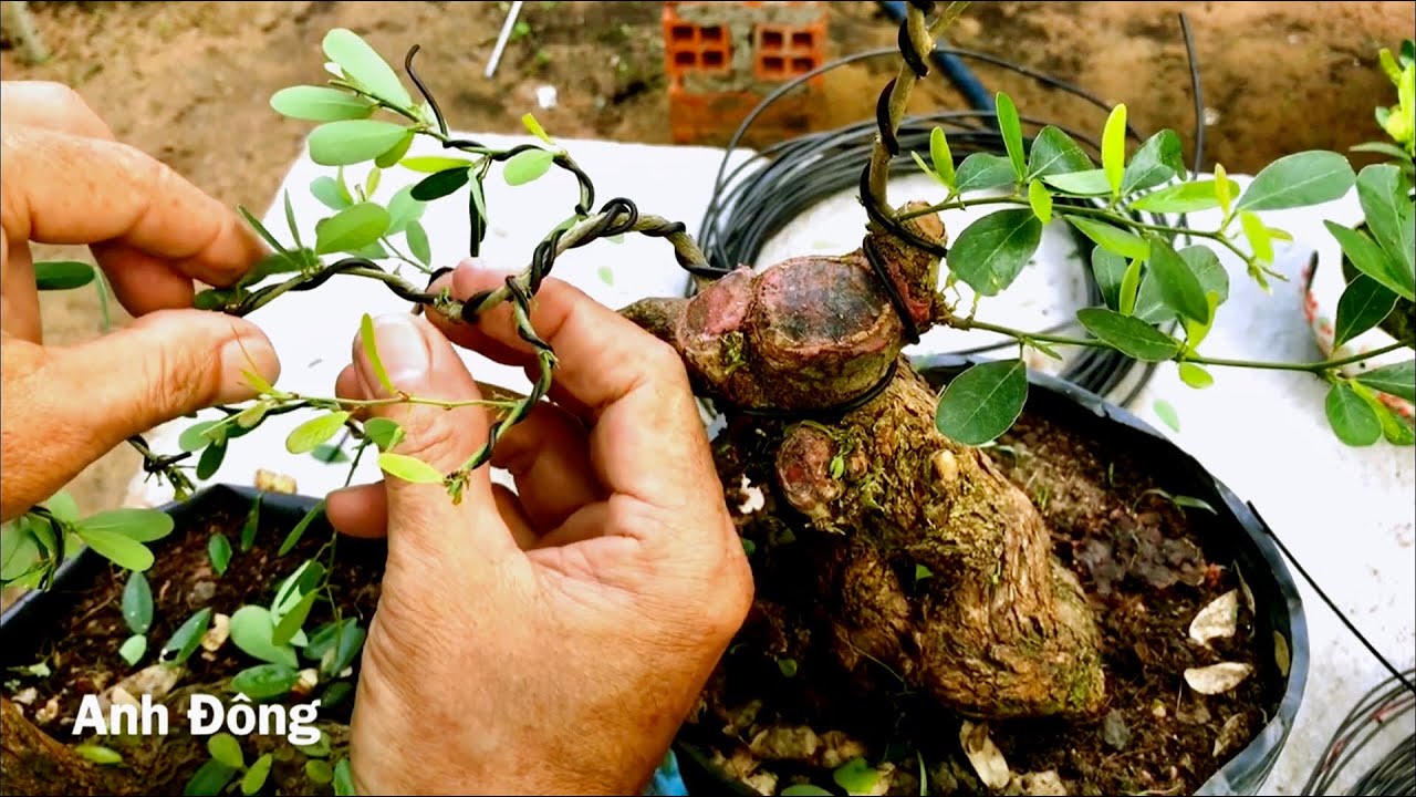 Chi tiết cách vô dây và uốn được cây bonsai đẹp