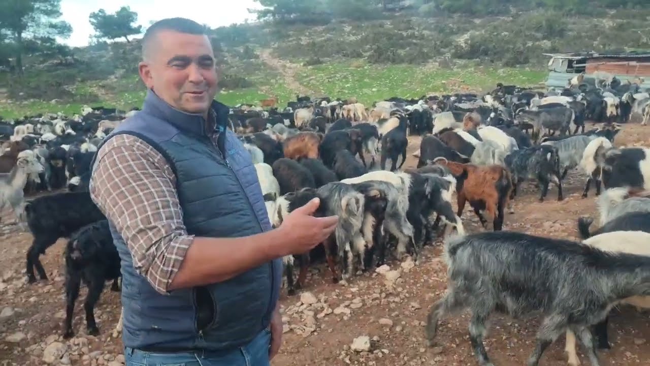 İKİ BİN KIL KEÇİ SİNE SADECE ÜÇ KİŞİ BAKIYOR.