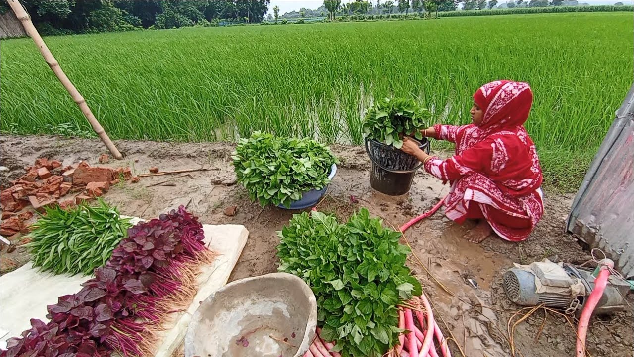 জুই আজকে শাক সবজি বাগান থেকে কত টাকার  শাক বিক্রি করলো । village life with jui