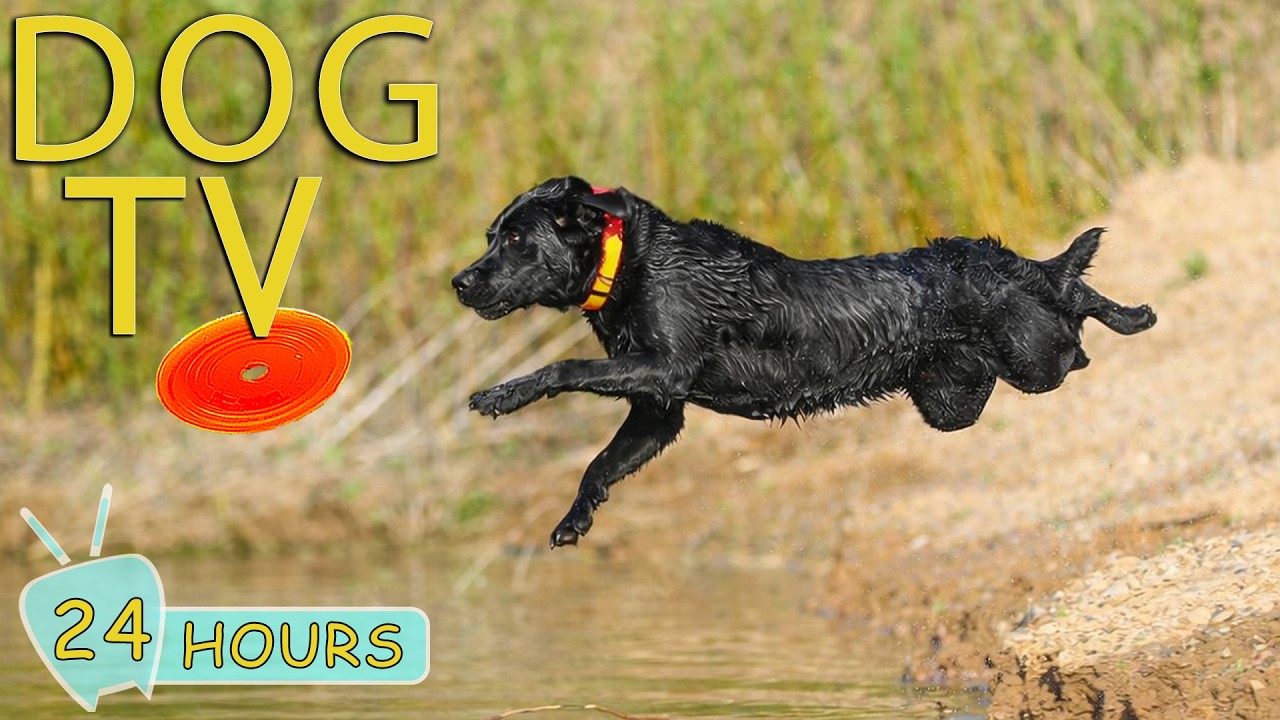 DOG TV: Video Anti-Anxiety Dogs with Soothing Music for Dogs When Home Alone All-Day - Music for Dog