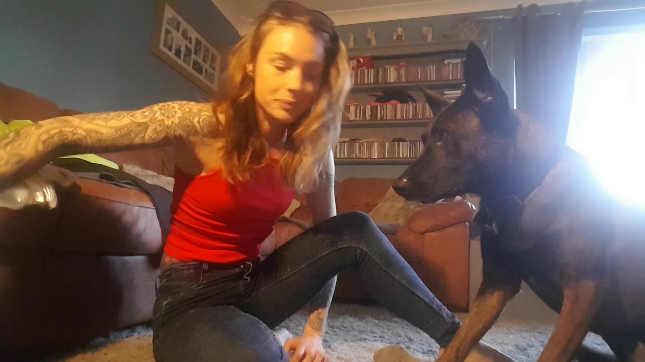 Service tasks in dogs... socks off with Henry my Dutch Herder