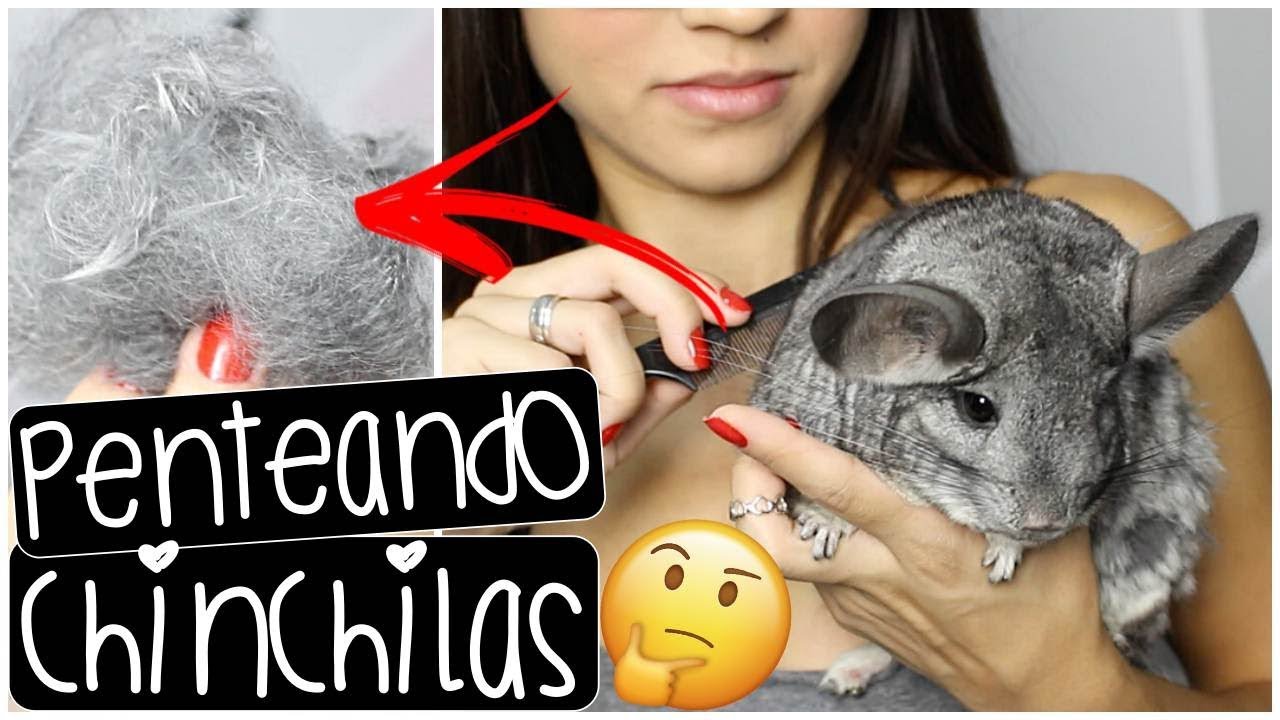 VOCÊ PENTEIA SUA CHINCHILA? | PÊLO EMBOLADO | by Carla Soares