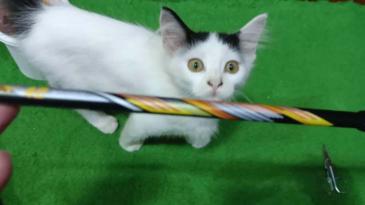 RAKET LI-NING CHALLENGER 42 BOOST ❗❗❗|| smash tanpa geterrrr🏸