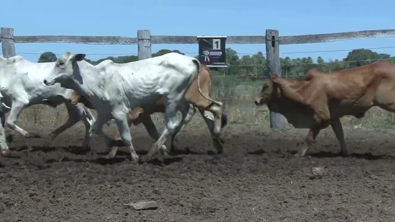 LOTE 01 - 47 MACHOS NEL. 12/15 MESES 270KG - 142KM MIRANDA/MS - 13 KM NOVO HORIZONTE