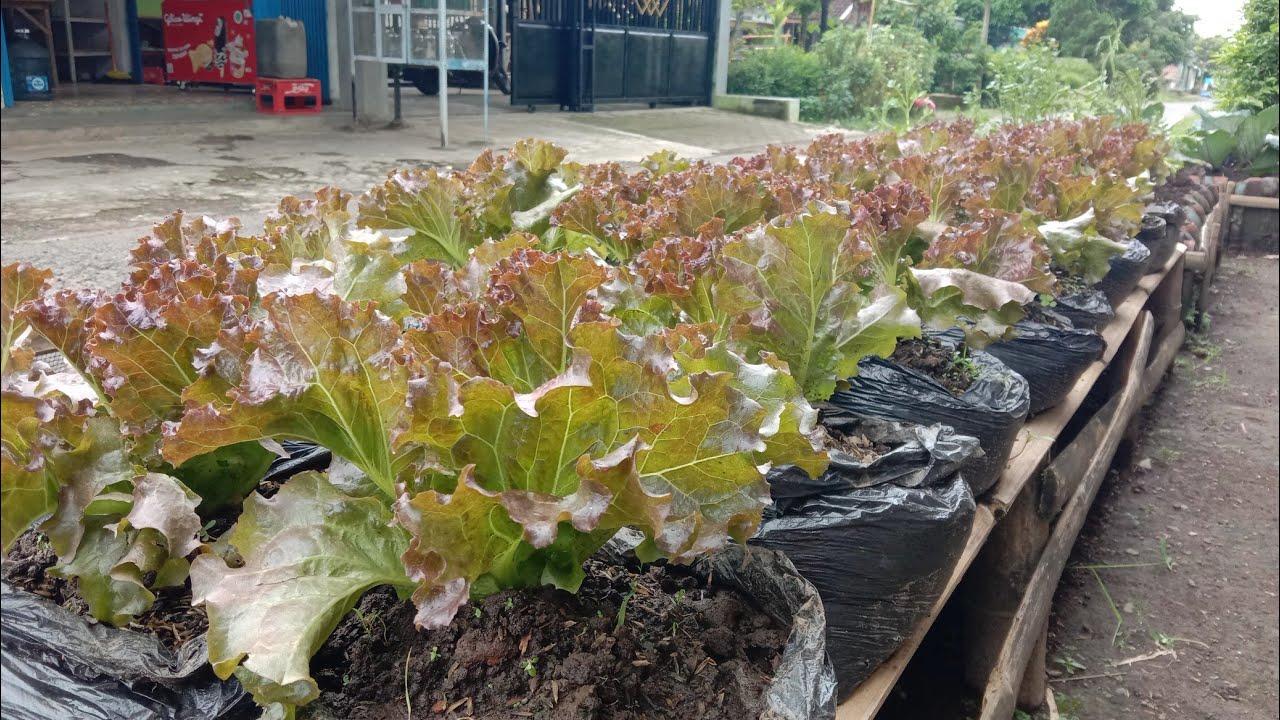 cara menanam selada di kantong plastik ( semai sampai panen ) || planting lettuce in a plastic bag