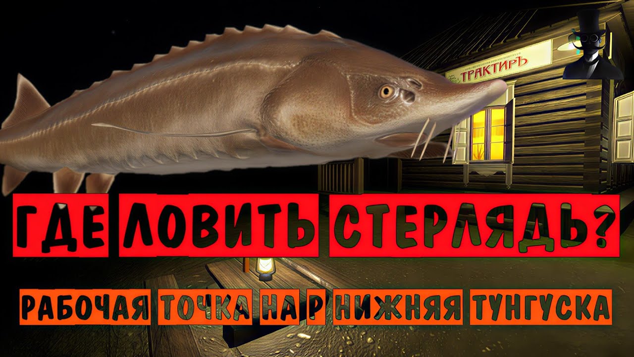ГДЕ ЛОВИТЬ СТЕРЛЯДЬ СИБИРСКУЮ? Рабочая точка на р. Нижняя Тунгуска! Точки клёва - Русская Рыбалка 4.