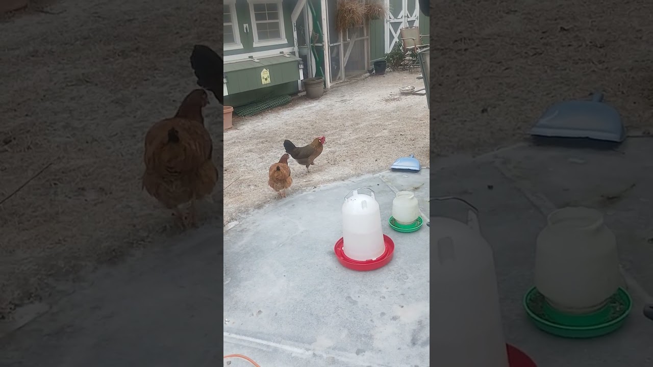 Chickens first snow and ice