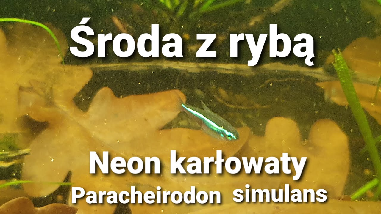 463.Neon karłowaty Paracheirodon simulans