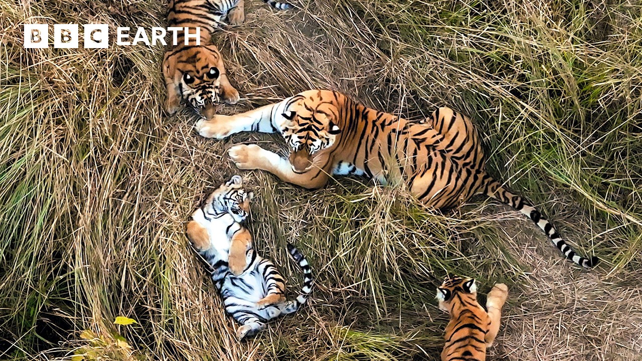 Nikt wcześniej nie widział, żeby tygrysy robiły coś takiego | Tiger Island | BBC Earth