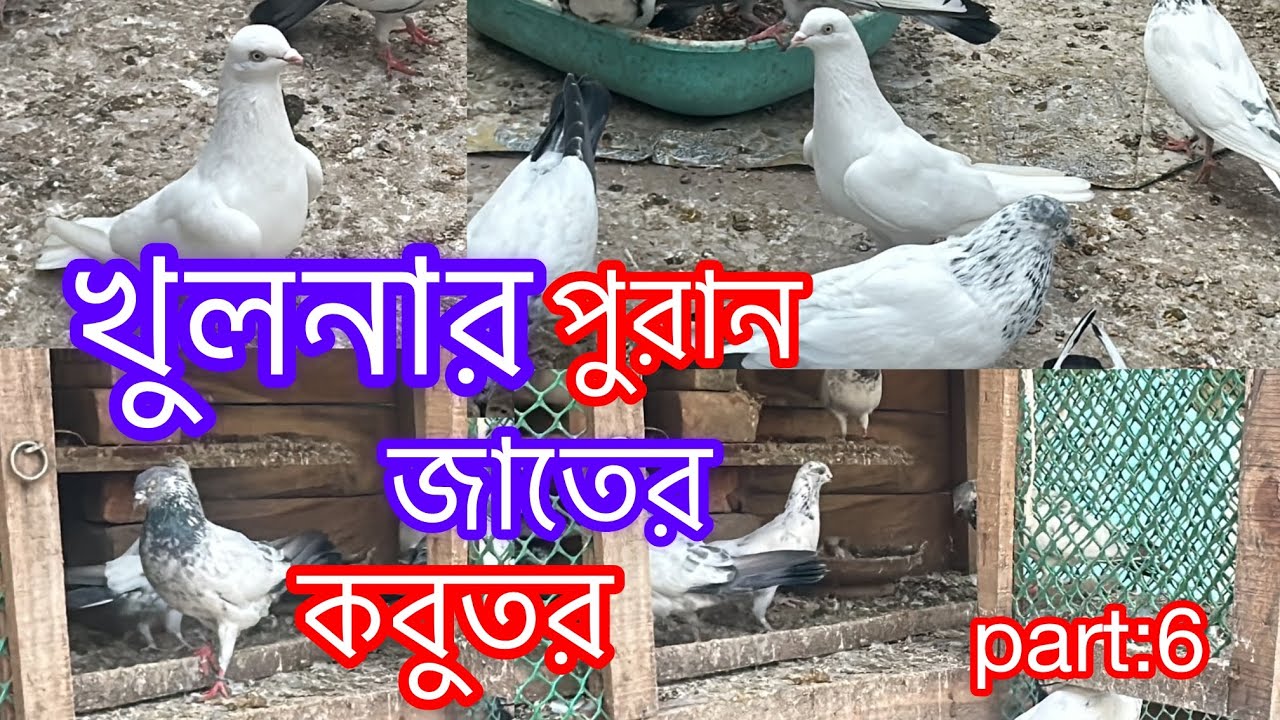 খুলনার হাইফ্লাইং কবুতর part :6 || Highflying pigeon by Khulna ||পুরান জাতের কবুতর|Khulna pigeon zone