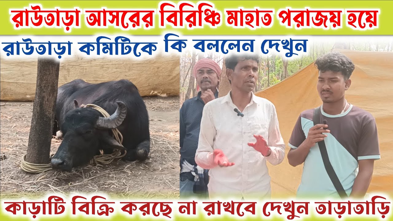 রাউতাড়া আসরের বিরিঞ্চি মাহাত পরাজর হয় 👉কমিটিকে কি বললেন দেখুন✴️কাড়াটি বিক্রি করছে না রাখবে দেখুন