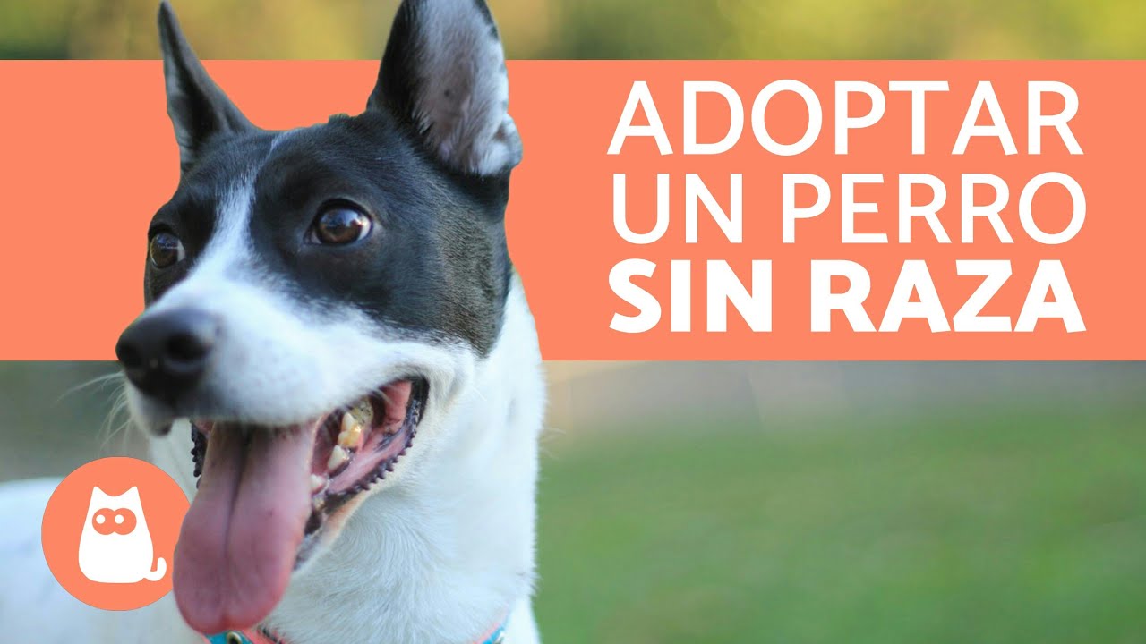 10 razones para ADOPTAR UN PERRO SIN RAZA