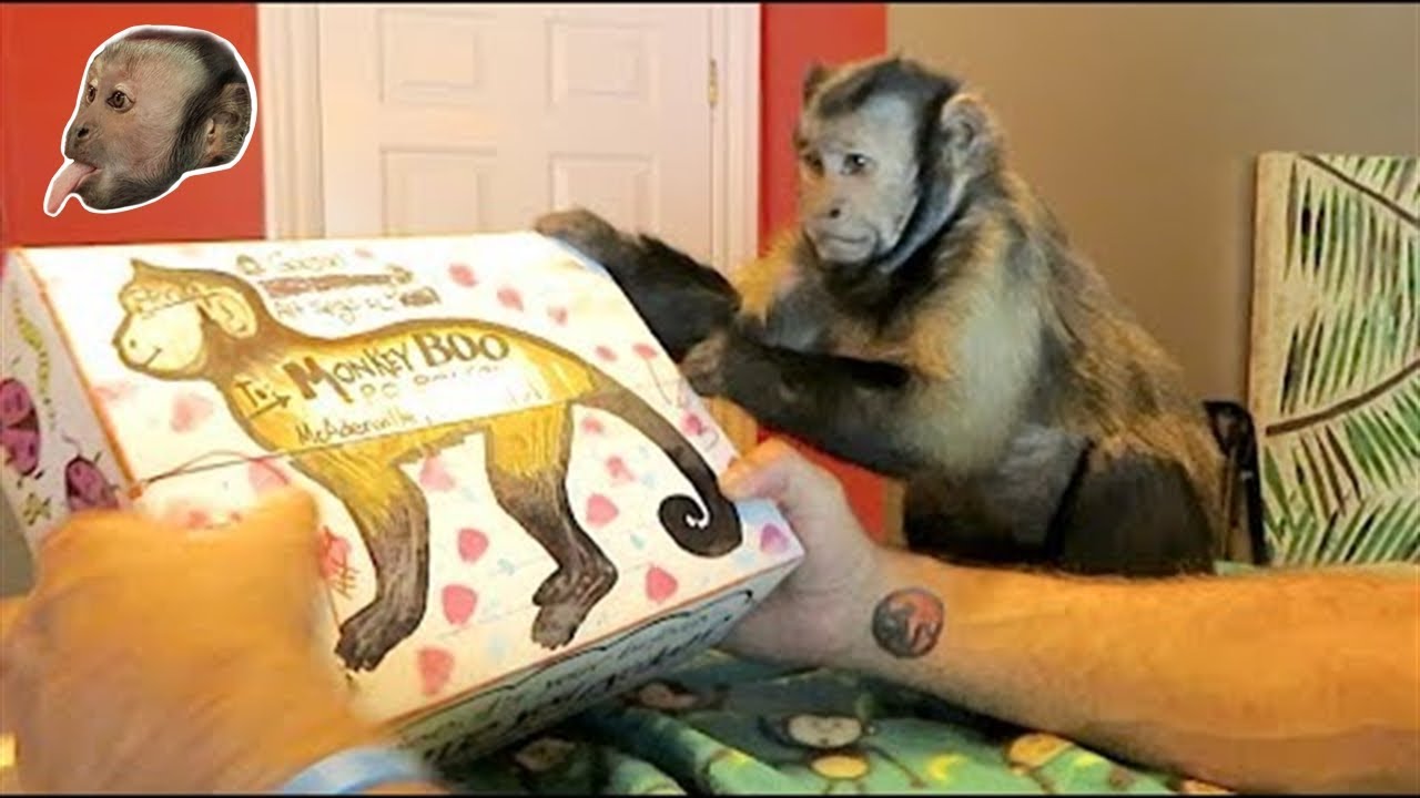 Monkey Birthday AWESOME FAN MAIL!