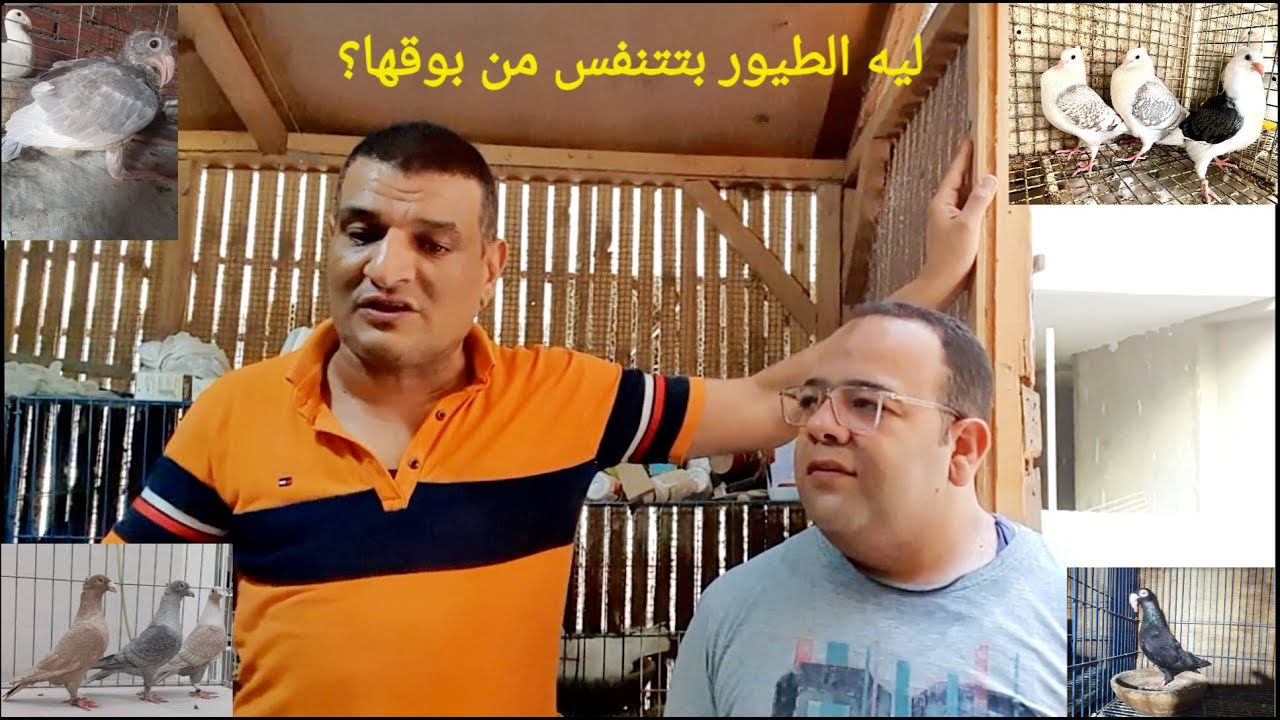 ليه الطيور بتتنفس من بوقها #حمام #عصافير #بغبغنات ؟ وهل ده مرض؟ طيب والعلاج إزاي ؟ خلي بالك قوي.