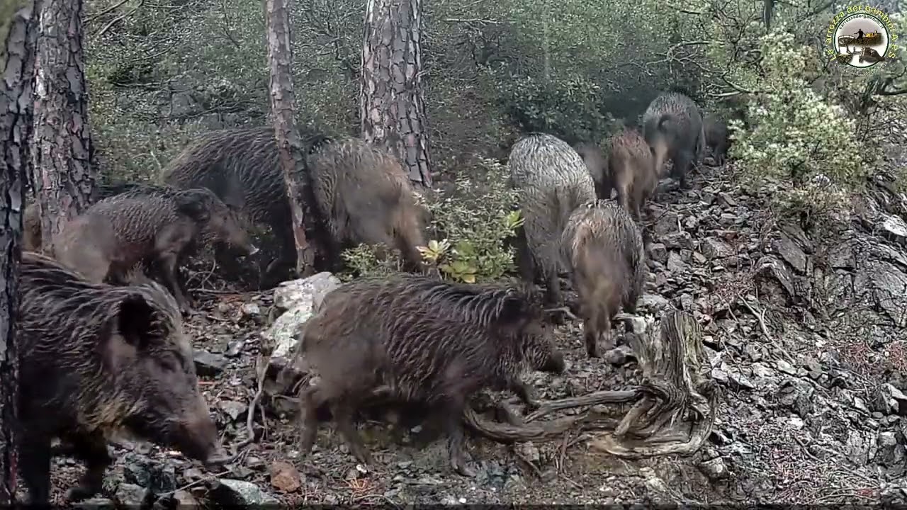 48 ore in un bosco della Val di Cecina