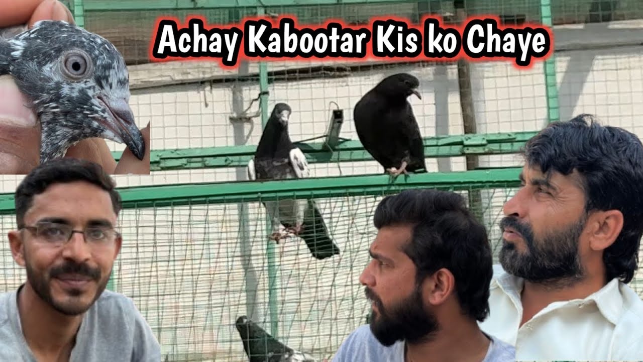 Raja Sab Nay Ek or Bacha Gift Kar Diya😽Pindi Main Nayyab Kabootar For Sale 