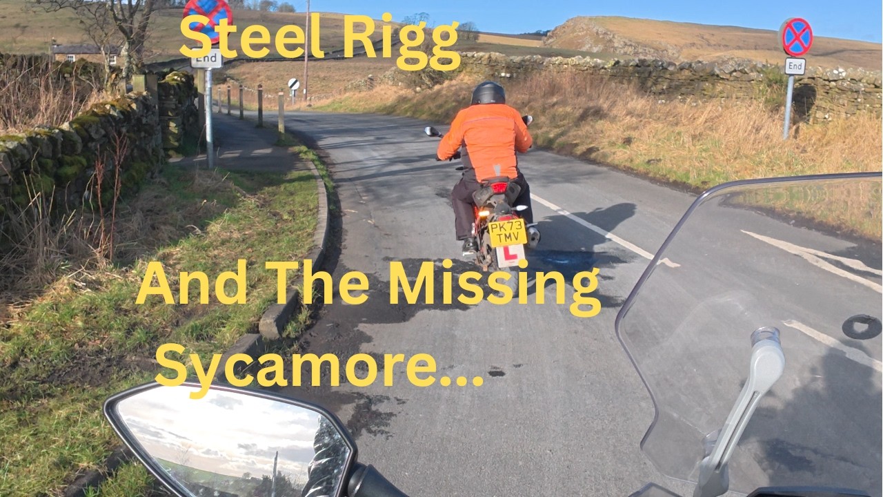 Steel Rigg and The Missing Sycamore