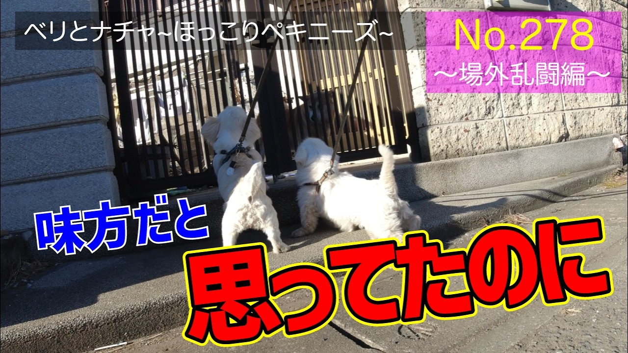【ペキニーズ2匹】今日は“場外乱闘編”！ツンデレベリと甘えん坊ナチャの日常 #278 【癒し×可愛い】#愛犬 #ほっこり #犬