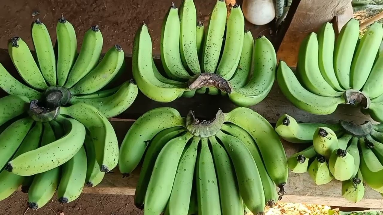 Technique to ripe banana fast and delicious
