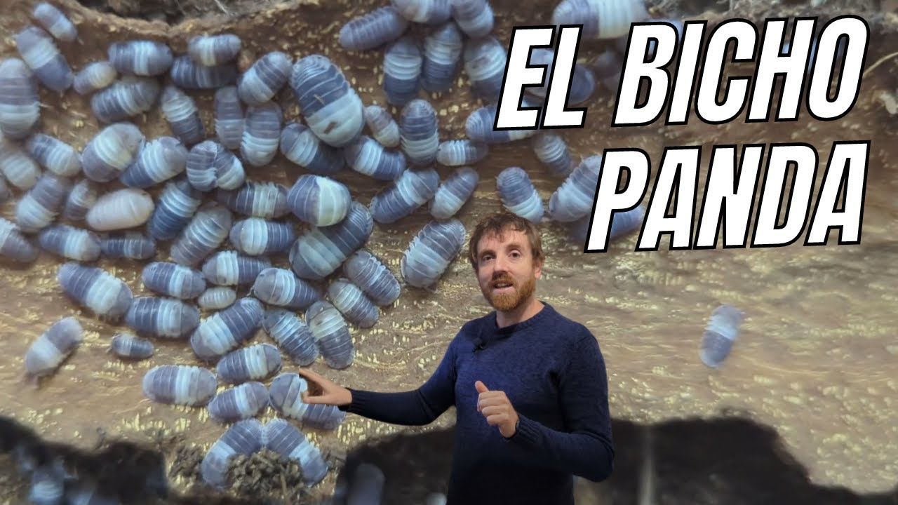 COMO CUIDAR Cubaris panda 🐼 