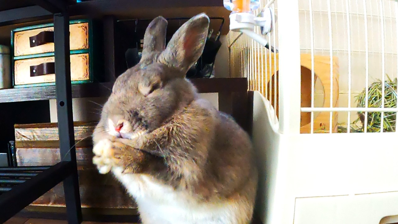 【うさぎ】お迎え2日目のもふもふ日常【生後7ヶ月】