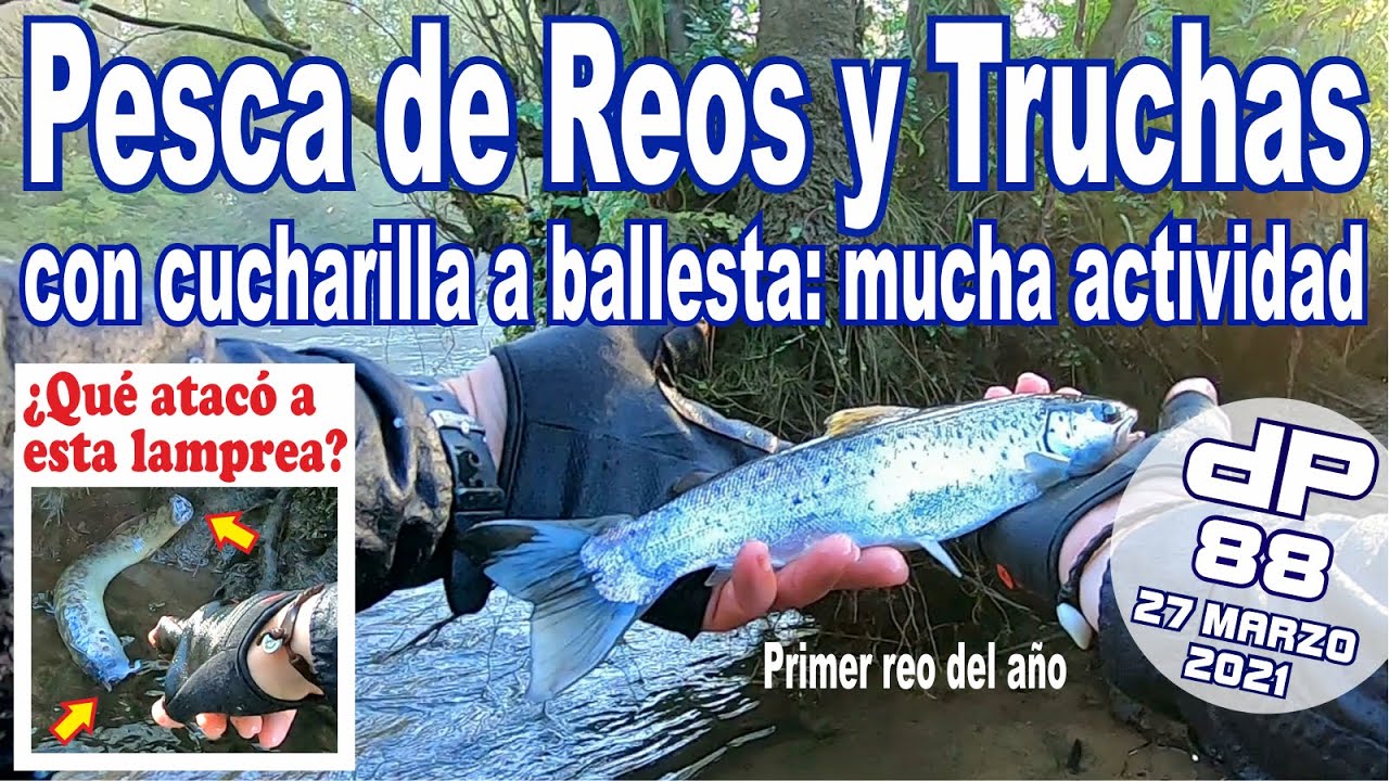 ♠️ PESCA DE REOS Y TRUCHAS con cucharilla a ballesta: mucha actividad [trout fishing crossbow style]
