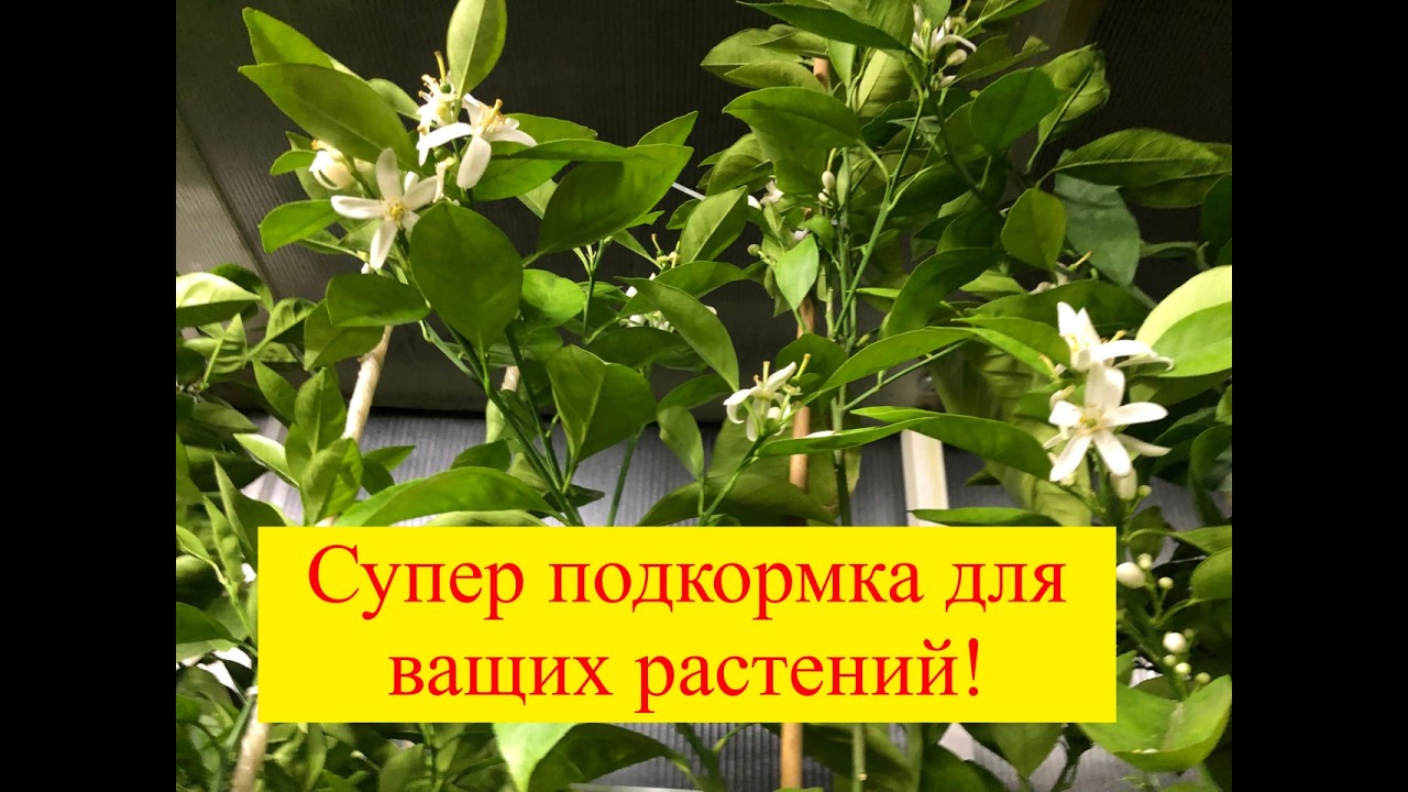 🍋🍊Супер подкормка кальций бор! Подбираем сбалансированное питание для ваших растений!🍊🍋