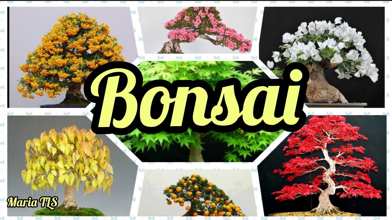 +60 nomes de BONSAI com fotos/colorir sua casa\(*;*)/