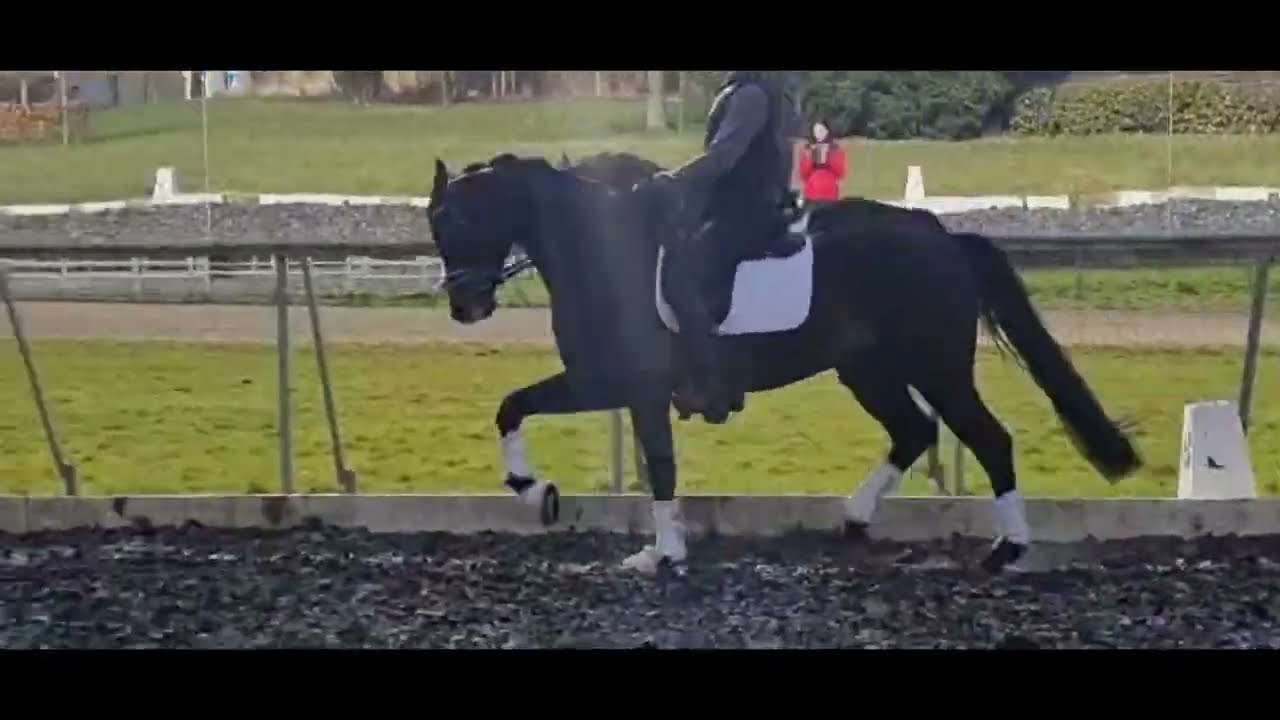 ****elastic mover dressage Gelding bey Just Wimphof for sale