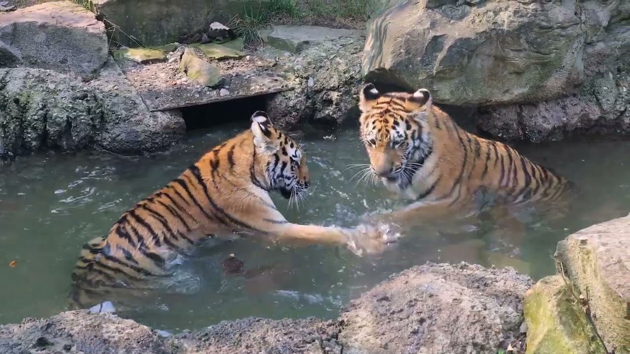 World Tiger Day