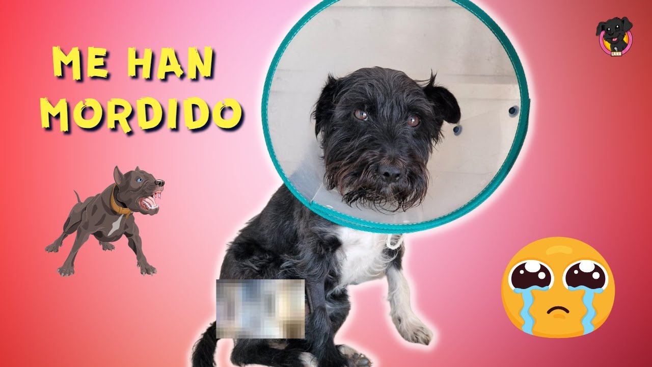 Me han MORDIDO dos PERROS / RUTINA estando Lana MALITA