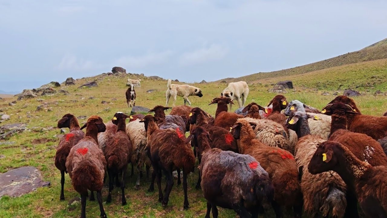YAĞMUR İLE BERABER KURTLAR DA OBA ÇEVRESİNDE DOLAŞIYOR.