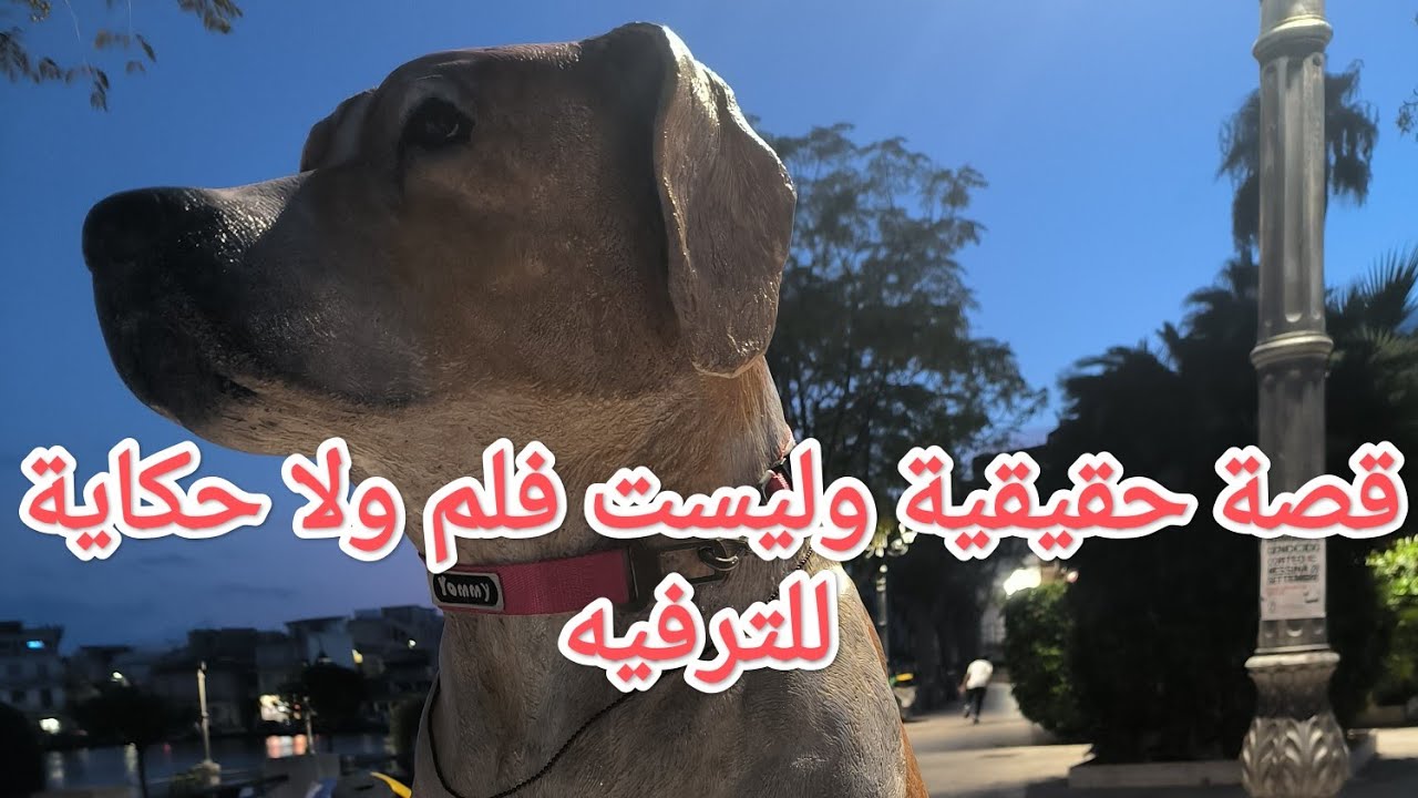 قصة حقيقية أبكت حيًّا كاملًا | عمر ونيروني 🐕💔 #كلاب #وفاء #اكسبلور #foryou #dog #dogshorts #short
