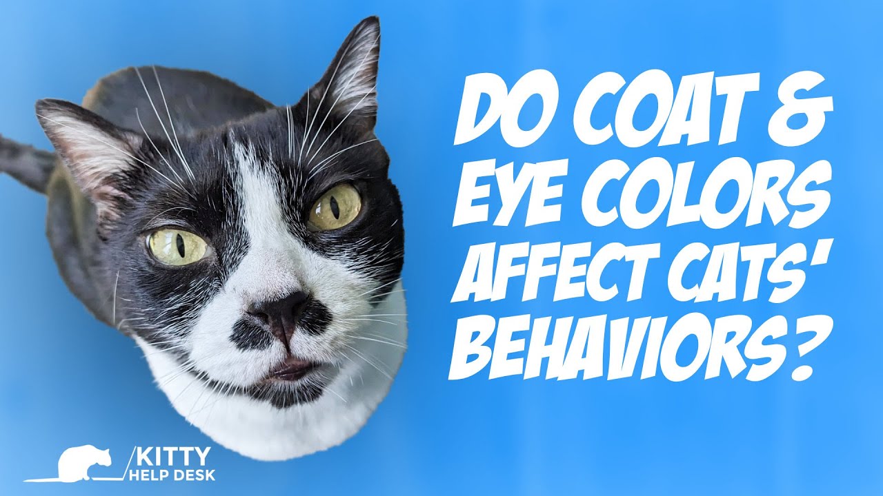 Do Coat & Eye Colors Affect cats' Behaviors?