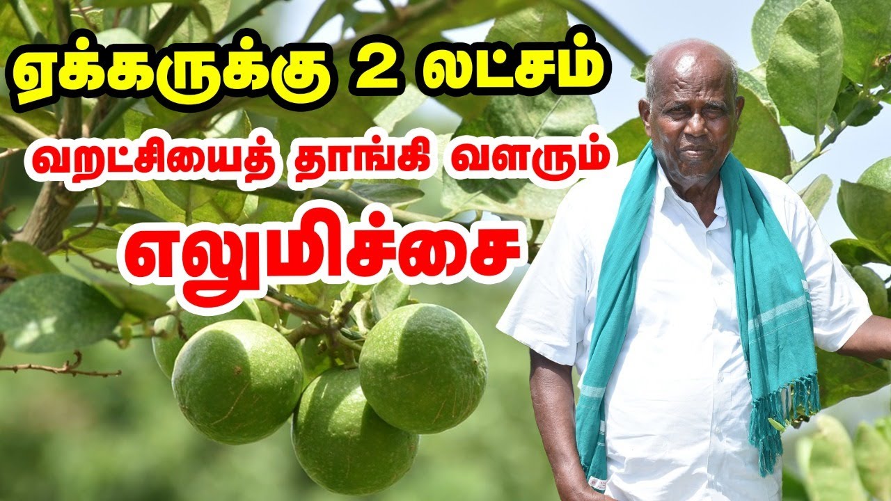 எலுமிச்சையில் ஏக்கருக்கு 2 லட்சம் | முன்னோடி விவசாயி புளியங்குடி அந்தோணிசாமி சாதித்தது எப்படி?
