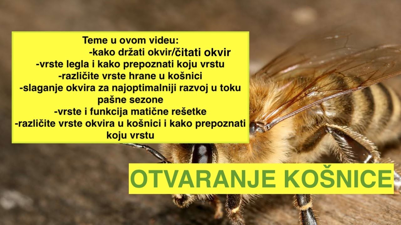 🐝Kako pročitati košnicu s pčelama i savjeti @kosnica.eu (osnove pčelarstva)🍯pčelarstvo 2025