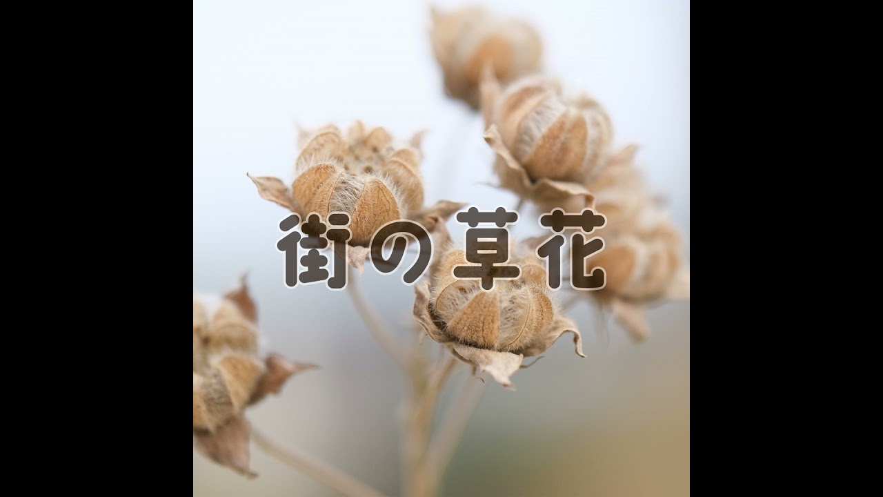 【芙蓉】冷たい風の中、未来へとつながるものがあるとしたら？— 芙蓉の実がそっと教えてくれたこと｜020